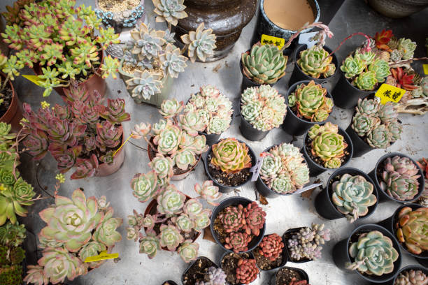 Small succulents on a table